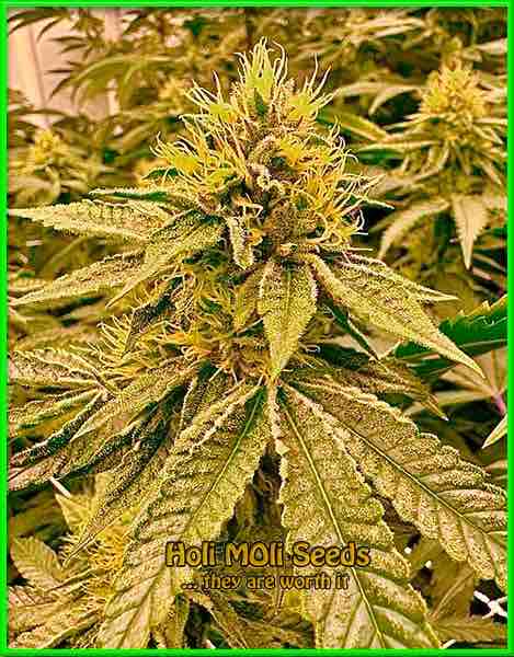 Gold Leaf cannabis strain photo