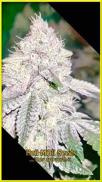 Gorilla Lemon Fire cannabis strain photo