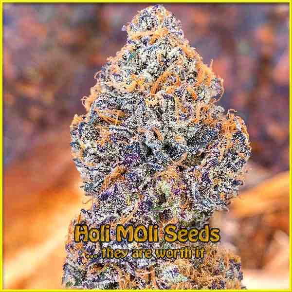 Grape Ape cannabis strain photo