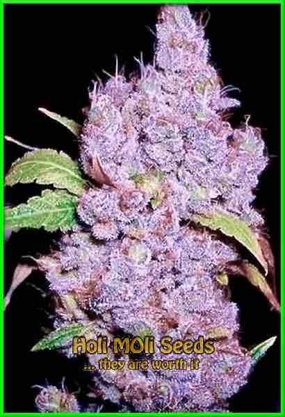 Grape Killer 99 cannabis strain photo
