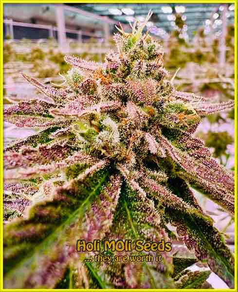 photo of gusher feminized cannabis bud