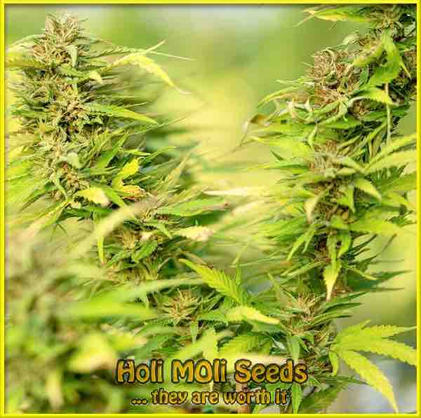 photo of hashplant feminized cannabis bud