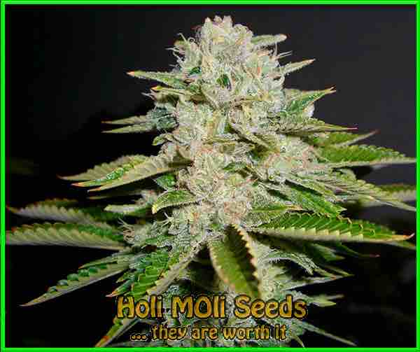 photo of headband feminized cannabis bud