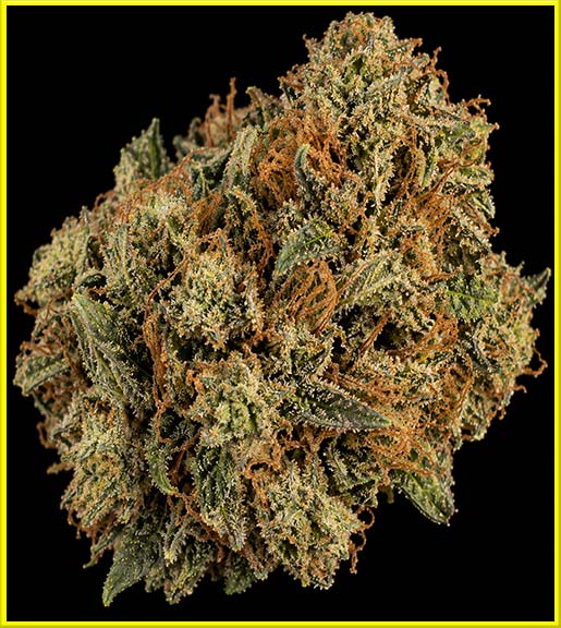 himalayan regular male and female cannabis strain photo
