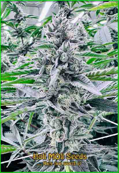 photo of jelly-bean feminized cannabis bud