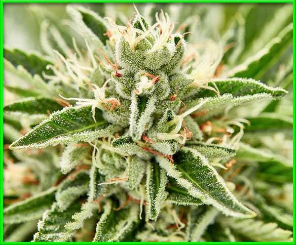 photo of jelly-donutz feminized cannabis bud