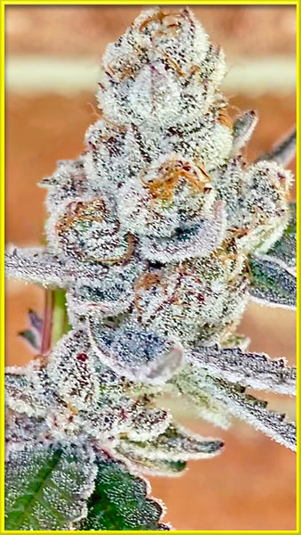 Jungle Breath cannabis strain photo