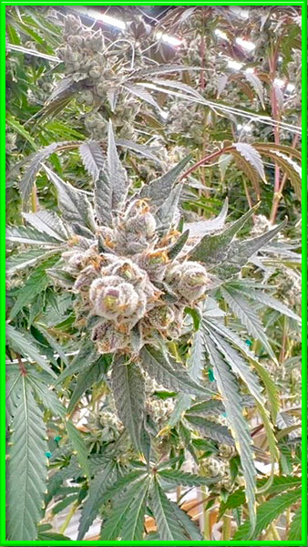 Jungle Wreck cannabis strain photo