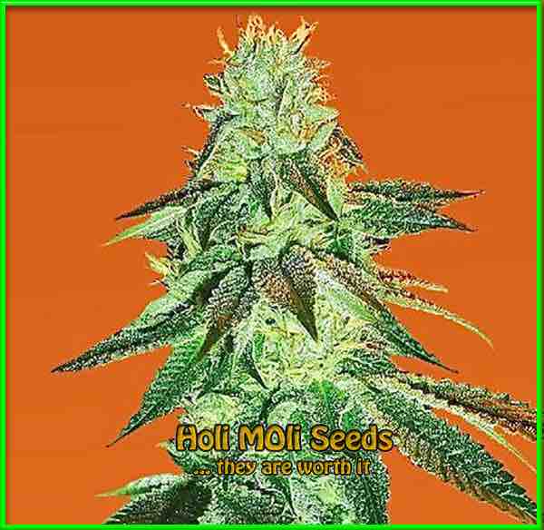 Louis XIII OG cannabis strain photo