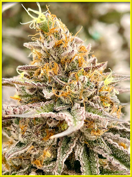 Kushberry cannabis strain photo