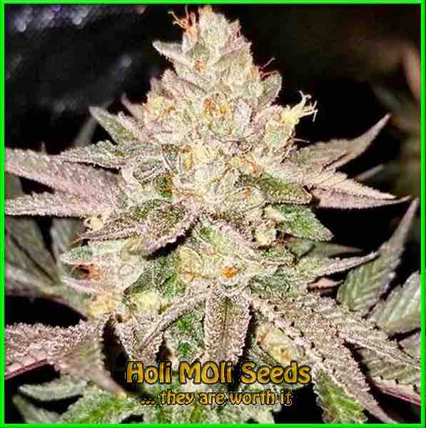 Lemon Skunk cannabis strain photo