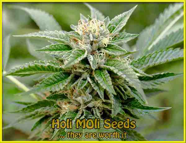 London Pound Cake Seeds - Marijuana, Weed