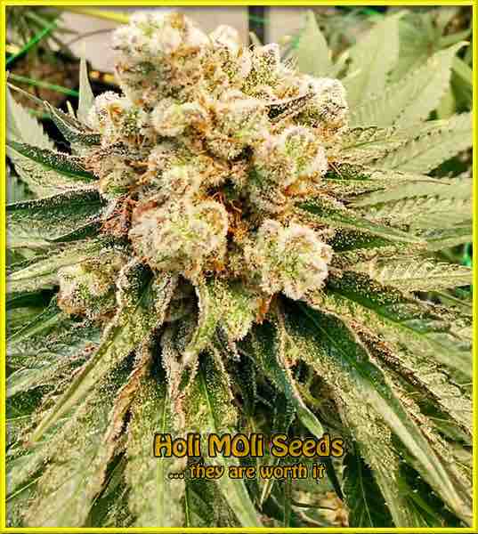 Mango Kush cannabis strain photo