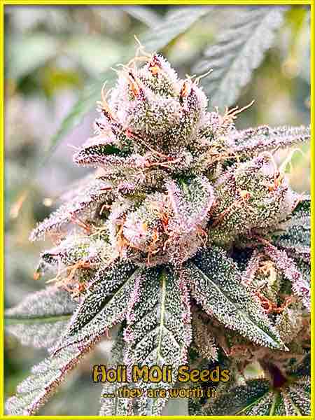 Mendocino Purple Kush cannabis strain photo