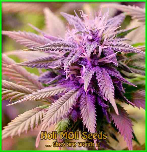 photo of mendocino-purps feminized cannabis bud