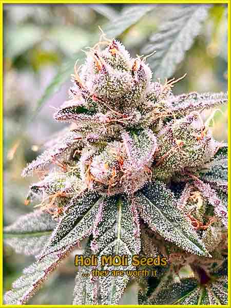 Mendozino Purple Kush cannabis strain photo