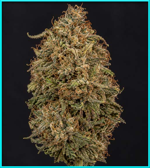 nepal regular male and female cannabis strain photo