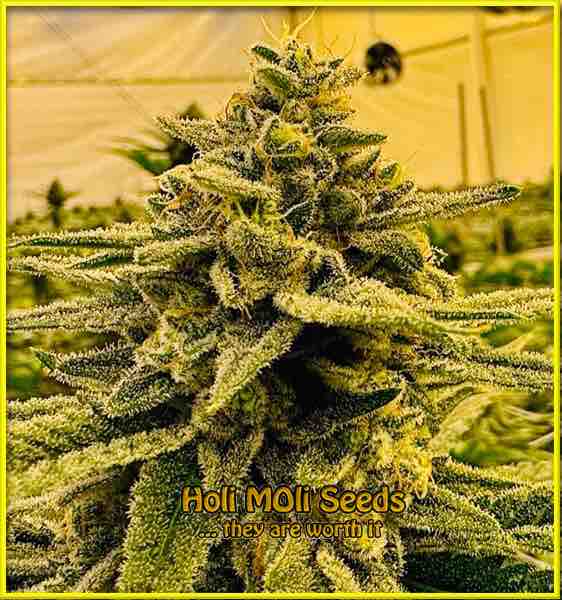 Northern Lights X Big Bud cannabis strain photo