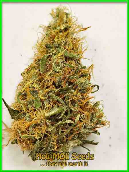 Orange Bud cannabis strain photo