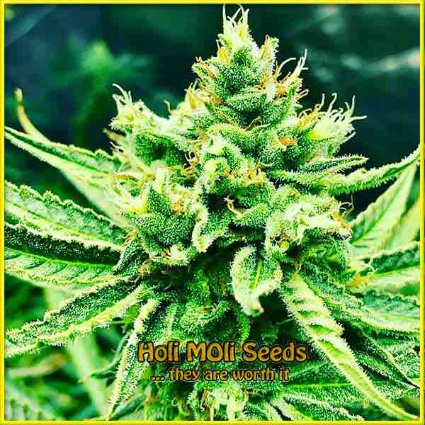 Orange Sherbet cannabis strain photo