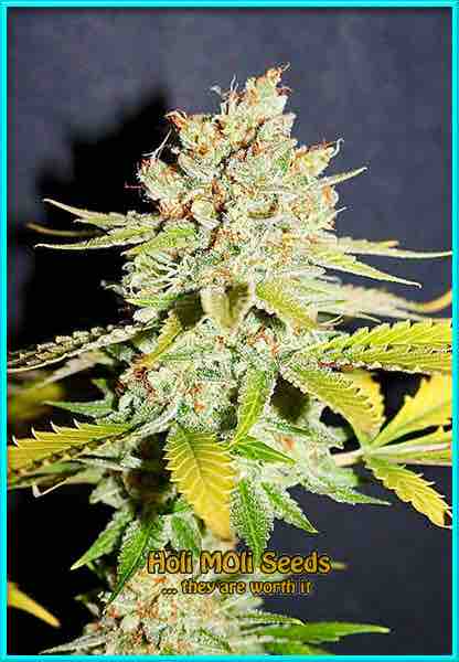 photo of original-lemon-pie feminized cannabis bud