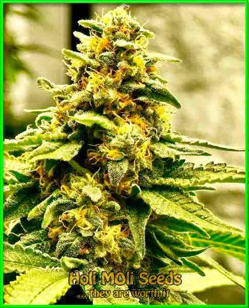 photo of pineapple-express feminized cannabis bud