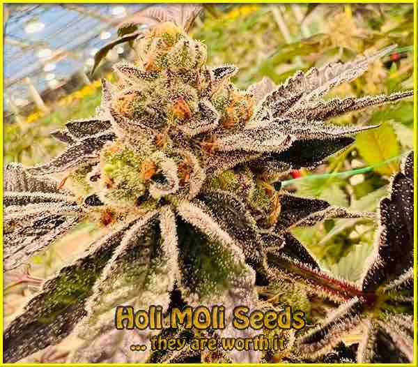 Regular Seeds P-Z - Marijuana, Cannabis