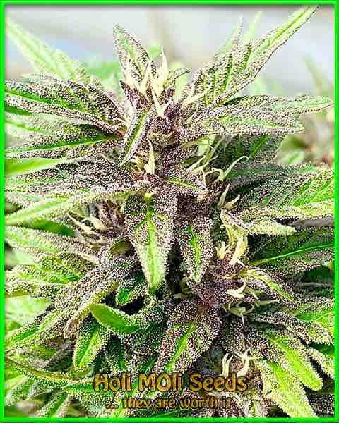 Purple Kush