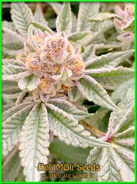 Purple Gelato cannabis strain photo