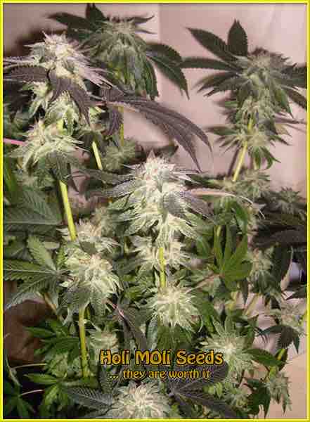 Purple Kush cannabis strain photo
