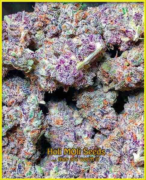 Purple Punch cannabis strain photo