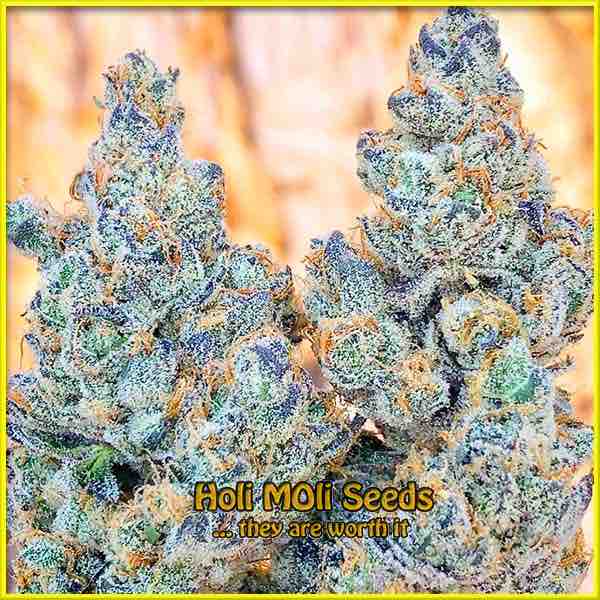 Purple Star Killer cannabis strain photo