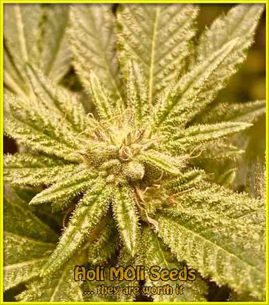 Rainbow Mints cannabis strain photo