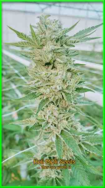 acdc cannabis strain photo