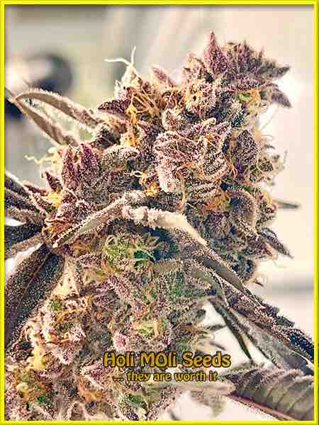 Sherbet Kush cannabis strain photo