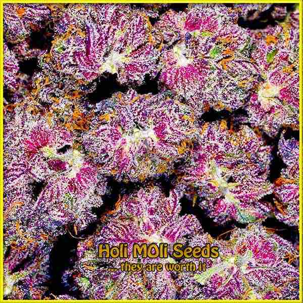 Sirius Black cannabis strain photo