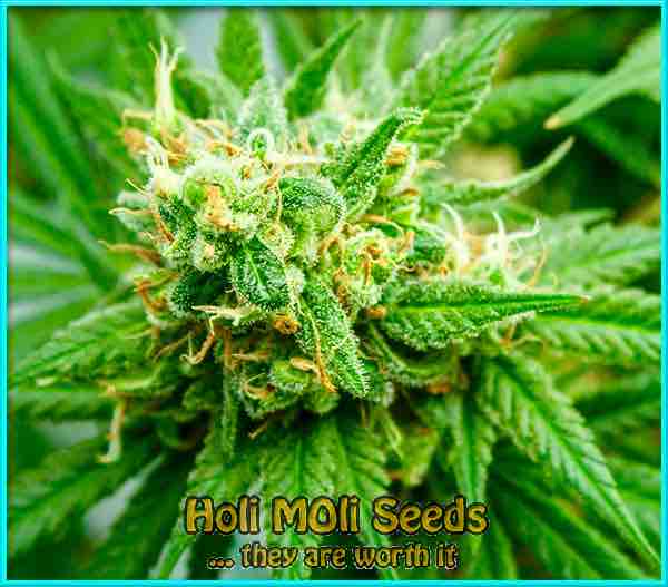 sour apple cannabis strain photo