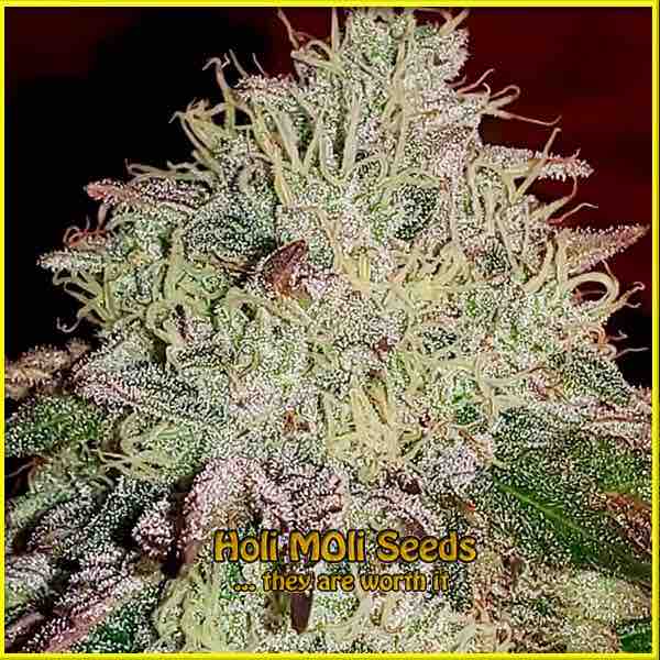 photo of stardawg autoflowering cannabis bud