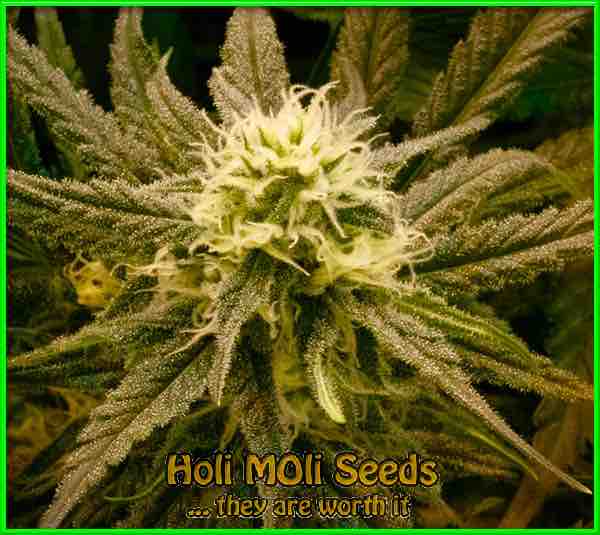 photo of sugar-candy feminized cannabis bud