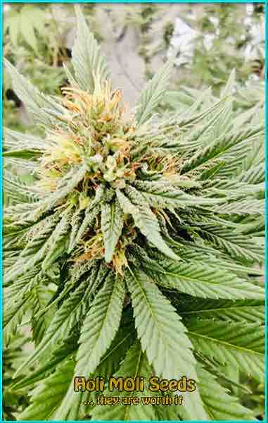 photo of Sugar Haze regular cannabis bud