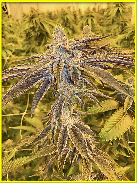 Super Glue cannabis strain photo