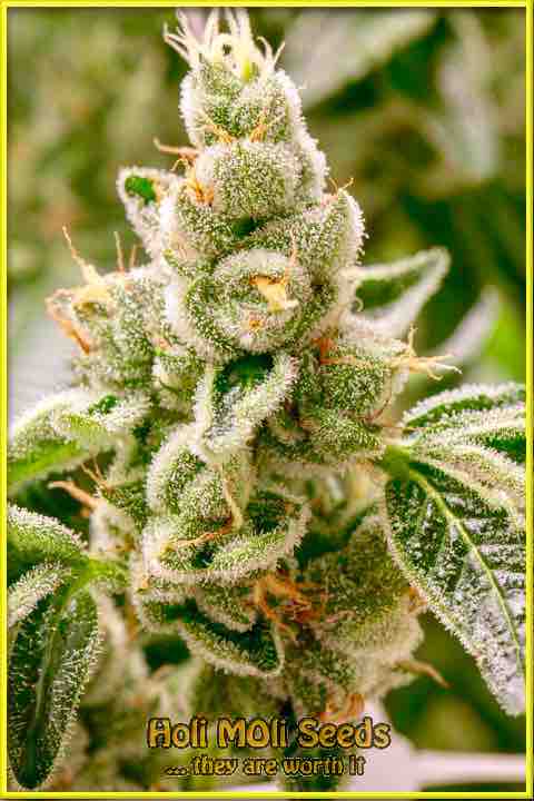 Purple Thai cannabis strain photo