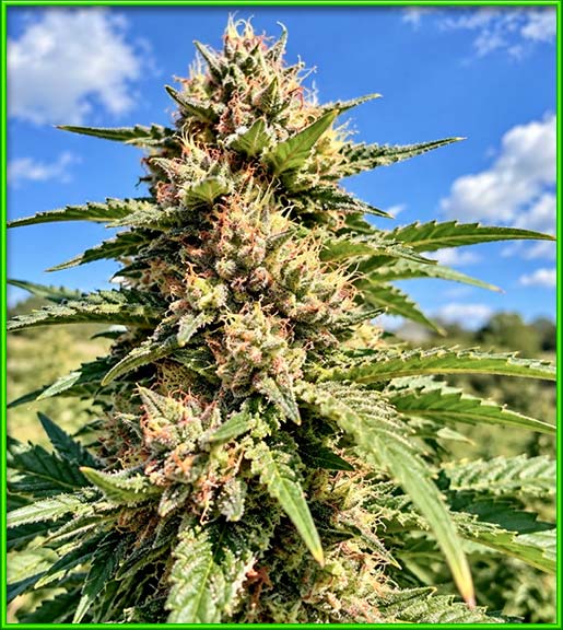 texas shoreline regular male and female cannabis strain photo