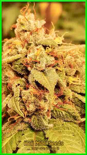 photo of the-don feminized cannabis bud