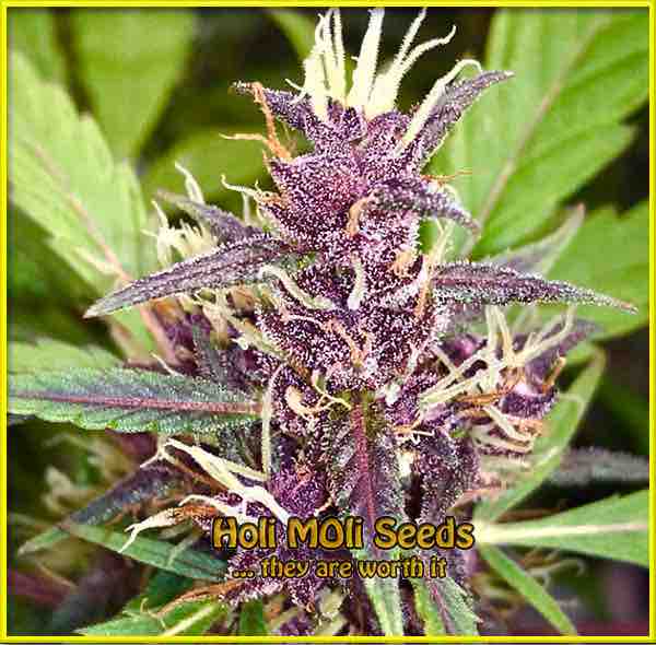 Tropicana Cookies Purple cannabis strain photo