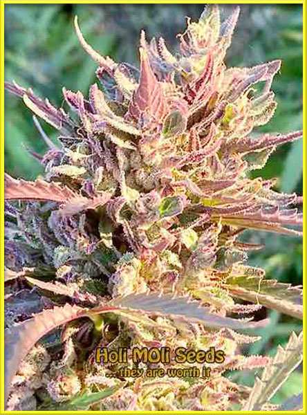 Watermelon Original Z cannabis strain photo