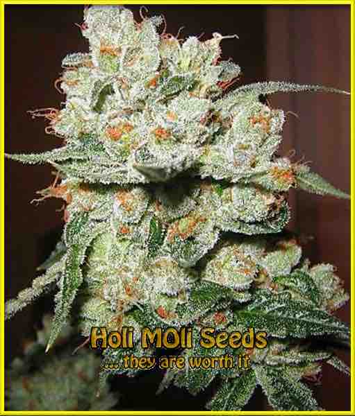 white-fire-kush cannabis strain photo