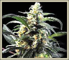 african queen seeds strains rating