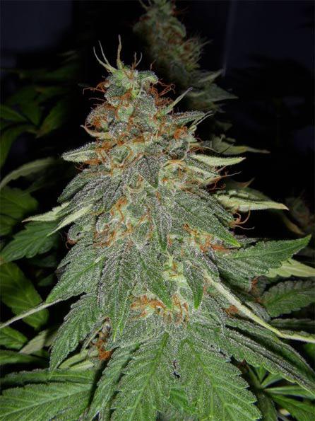 Big Buddha Cheese Strain - Marijuana, Weed Seeds