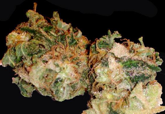 black hulk cannabis strain photo